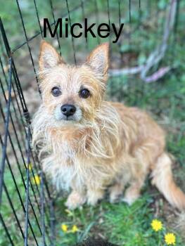 Mickey -  Yorkshire Terrier Dog for Adoption in West Falls, New York - Mickey | PetCurious
