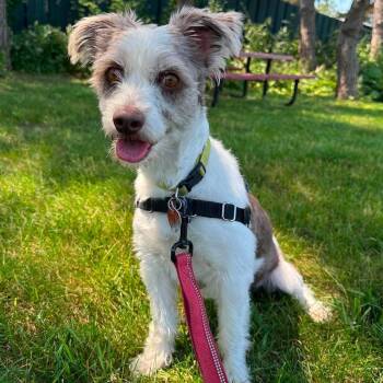 LucyLoo - Foster Home Needed -  Mixed Breed Dog for Adoption in Hartland, Wisconsin - LucyLoo - Foster Home Needed | PetCurious