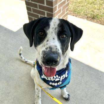 Mixed Breed Dogs Available for Adoption in Milton, Florida - Benny | PetCurious
