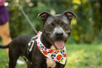 Rescue Terrier Dogs for Adoption in Raleigh, North Carolina - Izzy | PetCurious