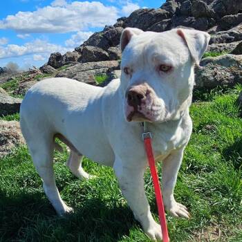 Papasito -  American Bulldog Dog for Adoption in Ellensburg, Washington - Papasito | PetCurious