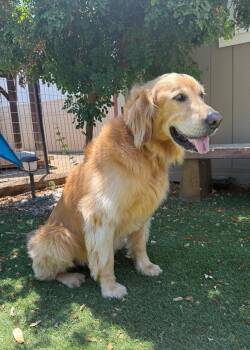 Auggie -  Golden Retriever Dog for Adoption in Temecula, California - Auggie | PetCurious