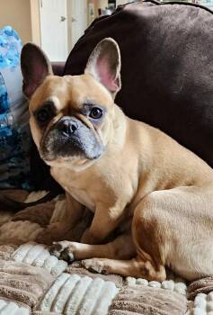 French Bulldog Dogs Available for Adoption - HONEY  | PetCurious