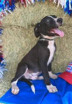 Theodore- Puppy #2 (CS Litter #2/ 2026) -  Border Collie Dog for Adoption in Pleasanton, Texas - Theodore- Puppy #2 (CS Litter #2/ 2026) | PetCurious