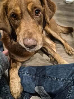 Chocolate Labrador Retriever Dogs Available for Adoption - Cypress | PetCurious