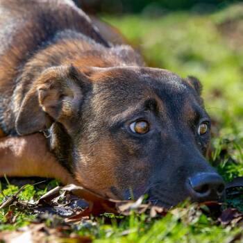 Arf Vader -  Mountain Cur and Mixed Breed Dog for Adoption in Livingston, Texas - Arf Vader | PetCurious