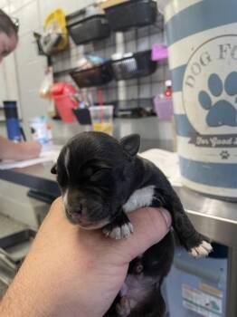 Catherine (riley) -  Pit Bull Terrier Dog for Adoption in Mobile, Alabama - Catherine (riley) | PetCurious