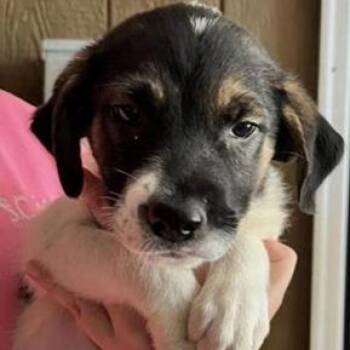 Bonnie -  Collie and Shepherd Dog for Adoption in Briarcliff Manor, New York - Bonnie | PetCurious