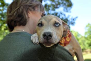 Terrier and Labrador Retriever Dogs Available for Adoption in Falmouth, Maine - Handsome Batman | PetCurious