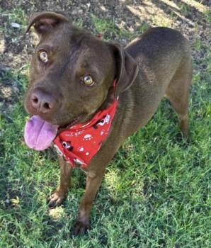 Starsky -  Australian Cattle Dog Blue Heeler and American Staffordshire Terrier Dog for Adoption in Phoenix, Arizona - Starsky | PetCurious