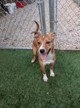 Mixed Breed Dogs Available for Adoption in Louisburg, North Carolina - Yzma | PetCurious