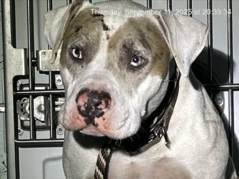 Rescue American Bulldog and Mixed Breed Dogs for Adoption in Ocala, Florida - A368972 | PetCurious