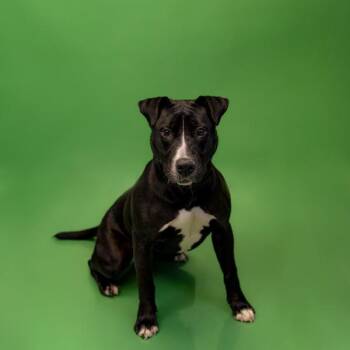 Pit Bull Terrier and Labrador Retriever Dogs Available for Adoption - Pen 104 Gianna | PetCurious