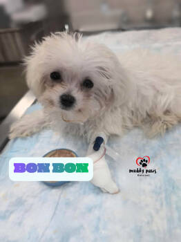 Rescue Maltese Dogs for Adoption in Council Bluffs, Iowa - Bon Bon | PetCurious