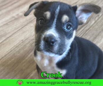 Crook -  American Staffordshire Terrier and Beagle Dog for Adoption in Pensacola, Florida - Crook | PetCurious