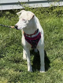 Yellow Labrador Retriever Dogs Available for Adoption in Ellicott City, Maryland - Bonnie | PetCurious