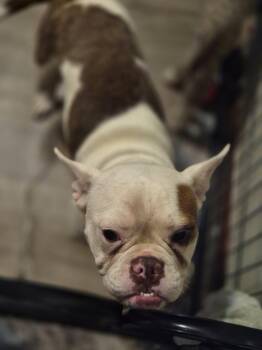 Ginny -  French Bulldog Dog for Adoption in Newport, Kentucky - Ginny | PetCurious