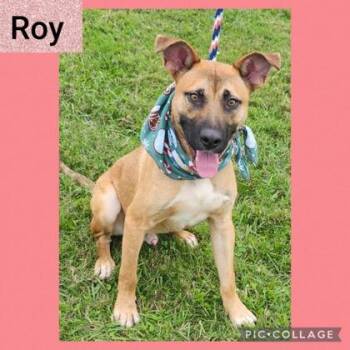 Rescue Mixed Breed Dogs for Adoption in New Iberia, Louisiana - Roy | PetCurious