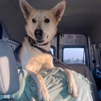 Scooby -  Husky and German Shepherd Dog Dog for Adoption in Prineville, Oregon - Scooby | PetCurious