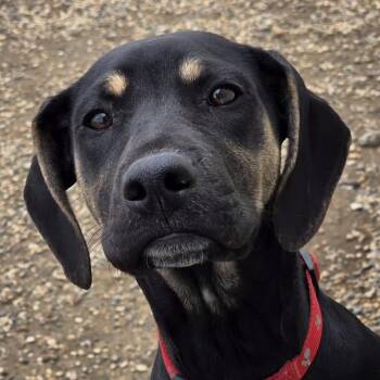 Hound and Mixed Breed Dogs Available for Adoption in Yankton, South Dakota - Mabel | PetCurious