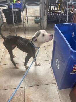 Blue -  Mixed Breed Dog for Adoption in Cincinnati, Ohio - Blue | PetCurious
