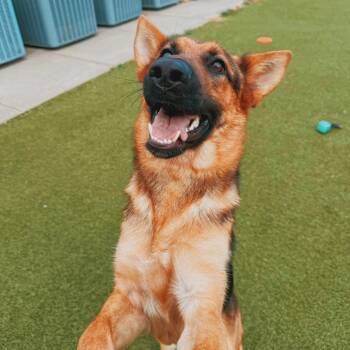 Loki -  German Shepherd Dog Dog for Adoption in Hays, Kansas - Loki | PetCurious