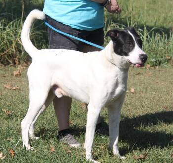 Great Dane Dogs Available for Adoption - Albus  | PetCurious