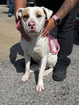 American Staffordshire Terrier and Boxer Dogs Available for Adoption in Rockport, Texas - Cooper /Amarillo | PetCurious