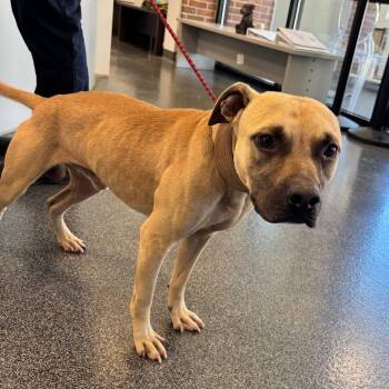 LVH-Stray-14612 -  Mixed Breed Dog for Adoption in Allentown, Pennsylvania - LVH-Stray-14612 | PetCurious