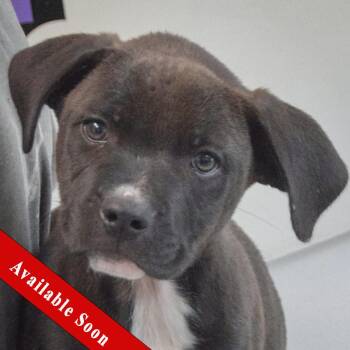 Boxer and Black Labrador Retriever Dogs Available for Adoption in Huntley, Illinois - Nacho | PetCurious