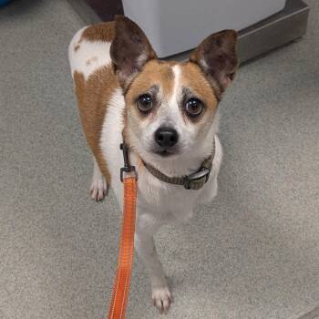 Latte -  Jack Russell Terrier and Chihuahua Dog Available for Adoption in New Castle, Delaware - Latte | PetCurious