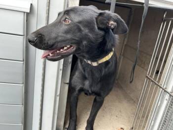 *Yelena* -  German Shepherd Dog and Labrador Retriever Dog for Adoption in Salt Lake City, Utah - *Yelena* | PetCurious