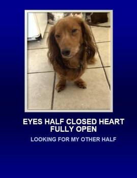 Rescue Dachshund Dogs for Adoption in Morrisville, Pennsylvania - Jack The Ripper | PetCurious