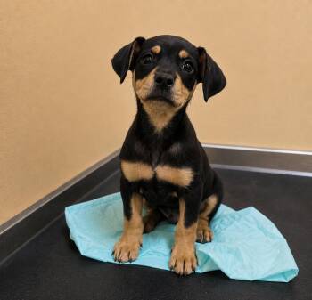 Churro -  Chiweenie Dog for Adoption in Dallas, Texas - Churro | PetCurious