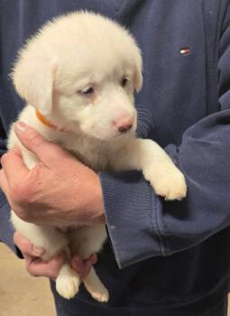 Labrador Retriever and Great Pyrenees Dogs Available for Adoption in Thompson Falls, Montana - Scarlet | PetCurious