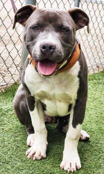 American Bully Dogs Available for Adoption - Carter | PetCurious