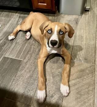 Millie -  Mixed Breed Dog for Adoption - Millie | PetCurious