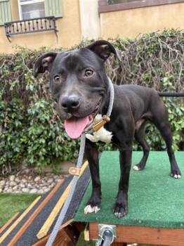 Pit Bull Terrier Dogs Available for Adoption in San Jose, California - GARP | PetCurious