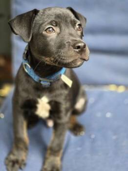Uri -  Terrier Dog for Adoption in Valley Park, Oklahoma - Uri | PetCurious