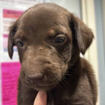 Piper -  Mixed Breed Dog for Adoption in Chattanooga, Tennessee - Piper | PetCurious
