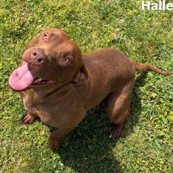 Chocolate Labrador Retriever Dogs Available for Adoption in Little Rock, Arkansas - Halle | PetCurious