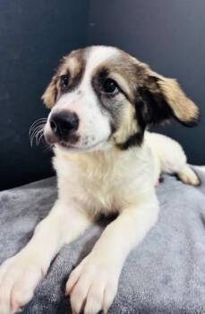 Hyacinth -  Anatolian Shepherd and Mixed Breed Dog for Adoption in Hawk Point, Missouri - Hyacinth | PetCurious