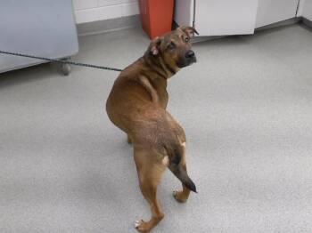 OBERON -  Labrador Retriever and Mixed Breed Dog for Adoption in Omaha, Nebraska - OBERON | PetCurious