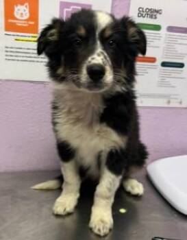 Australian Shepherd and Mixed Breed Dogs Available for Adoption in El Paso, Texas - 60870168 | PetCurious