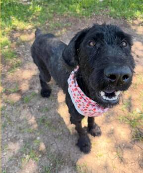 Irish Water Spaniel Dogs Available for Adoption in Garden Valley, Idaho - Nyssa | PetCurious