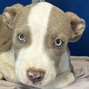 Julie -  Mixed Breed Dog for Adoption in Las Cruces, New Mexico - Julie | PetCurious