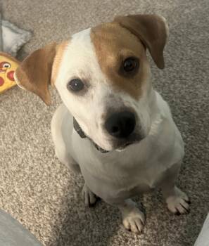 Patches -  Retriever and Mixed Breed Dog for Adoption in Minneapolis, Minnesota - Patches | PetCurious
