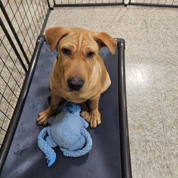 FWT Tobias -  Shar Pei and Mixed Breed Dog for Adoption in Midland, Texas - FWT Tobias | PetCurious