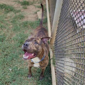 Beckett -  Mixed Breed Dog for Adoption in Chattanooga, Tennessee - Beckett | PetCurious