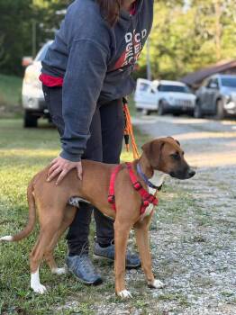 Fred -  Hound Dog for Adoption in Westwood, New Jersey - Fred | PetCurious